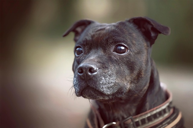 When Should You Not Bathe Your Dog? Key Signs and Tips