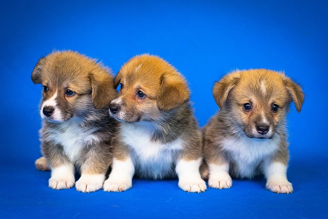How Long After Eating Chocolate Will a Dog Get Sick? Symptoms & Timeline